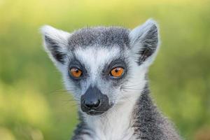 Portrait of funny ring-tailed Madagascar lemur enjoying summer, close up, details. Concept biodiversity and wildlife conservation. photo