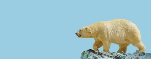 Banner with big polar bear standing and calling at iceberg chunk in gradient deep blue polar sky background with copy space, closeup, details. photo