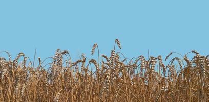 Banner with beautiful farm landscape of wheat crops in late Summer with deep blue sky at sunny day with copy space. Concept of food and agriculture. photo