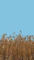 Cover page with beautiful farm landscape of wheat crops in late Summer with deep blue sky at sunny day with copy space. Concept of food and agriculture. photo