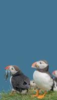 Cover page with seabird North Atlantic puffins holding herring fish in its beak at Faroe island Mykines, at blue sky solid background with copy space. Concept of biodiversity and wildlife conservation photo