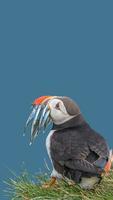 Cover page with seabird North Atlantic puffin holding herring fish in its beak at Faroe island Mykines, at blue sky solid background with copy space. Concept of biodiversity and wildlife conservation photo