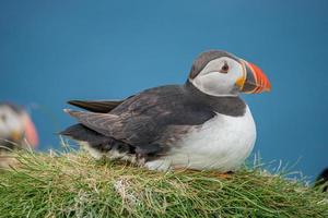 Rookery of North Atlantic puffins at Faroe island Mykines, late summer time, closeup, details photo