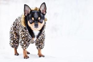 Pet, animal in a fur coat in the cold season, snowy weather. Mini chihuahua. photo