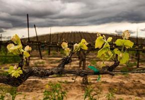 Young Wine Grape Vines with a domed vineyard behind, Shallow depth of field photo