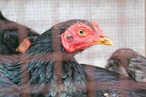 cabeza de pollo rojo pluma negra foto
