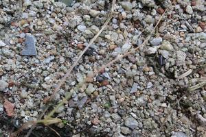 pequeña piedra gris blanca foto