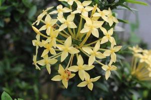 Yellow Soka flower photo