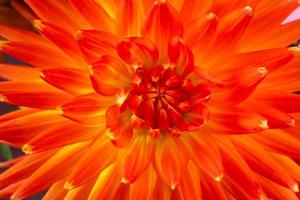 Red dahlia close-up. Summer colorful flower. photo