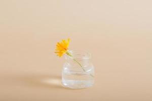 miniature yellow wildflower in a glass bottle on a solid background. Nature minimalistic concept photo