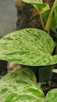 Photo of green leaves from white-patterned betel leaf vines growing in the yard of the house