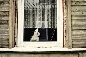 Dog looking out the window of wooden house with light curtain and white frame in winter photo