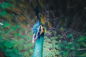 Close up of beautiful peacock with spreading feathers. photo