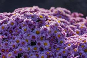 Floral background with pink chrysanthemums photo