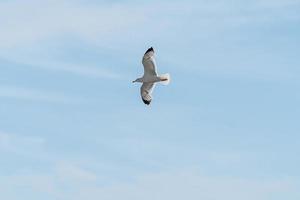 Flying white gull on the background of the blue sea photo