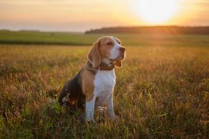 perro beagle en los rayos dorados del atardecer foto