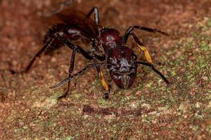 Adult Bullet Ant Queen photo