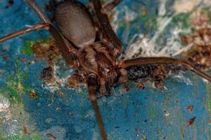 Adult Recluse Spider photo