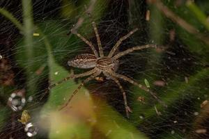 Small Wolf Spider photo