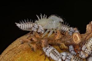 Typical Treehoppers nymph photo