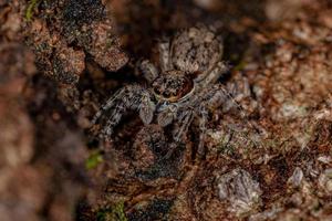 Small Male Gray Wall Jumping Spider photo