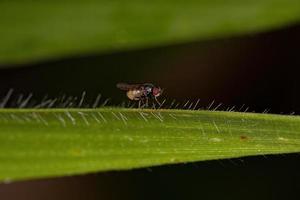 Adult Acalyptrate Fly photo