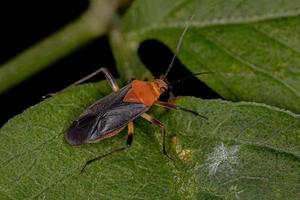 Adult Plant Bug photo