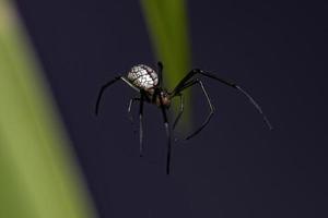 pequeña araña de huerta foto