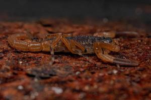 Adult Female Brazilian Yellow Scorpion photo