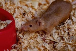 Small House Mouse photo