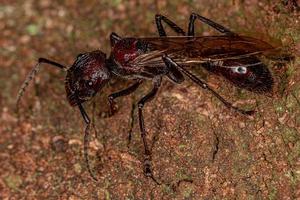 Adult Bullet Ant Queen photo