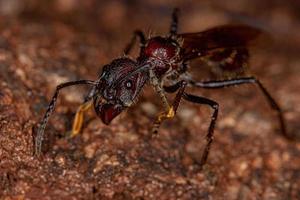 Adult Bullet Ant Queen photo