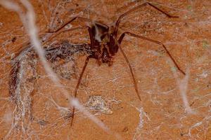 Adult Recluse Spider photo