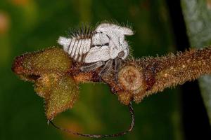 Typical Treehoppers nymph photo