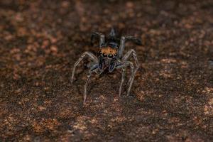 Small Male Jumping Spider photo