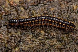 Small Long flange Millipede photo