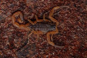 Adult Female Brazilian Yellow Scorpion photo