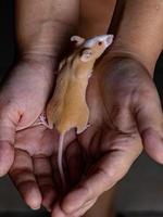 Small House Mouse photo