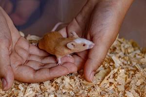 Small House Mouse photo