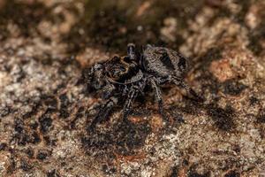 pequeña araña saltadora foto