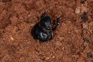 Cabeza de escarabajo de estiércol pequeño adulto muerto foto