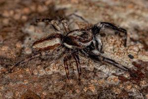 Adult Male Gray Wall Jumping Spider photo