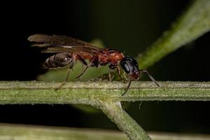 Adult Twig Queen Ant
