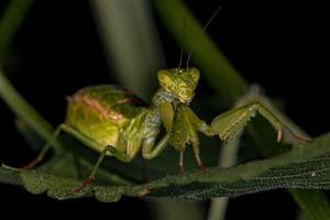 mantis acantópida hembra adulta foto