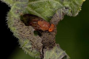 mosca acalyptrate adulta foto