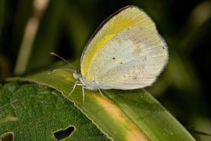 Adult Banded Yellow Butterfly photo