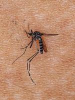 Dead Adult Asian Tiger Mosquito photo