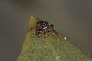 Small Male Jumping Spider photo