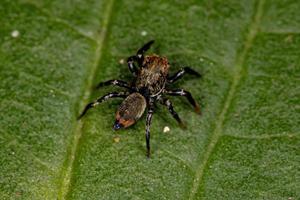 pequeña araña saltadora foto