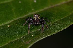 pequeña araña saltadora foto